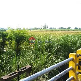 DIJUAL Tanah Jl Utama Pagu Kediri 10 Menit Ke RS Aura Syifa & Pemkab
