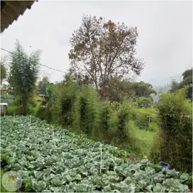 Tanah Kebun di Pasir Jambu Ciwidey bisa untuk Villa