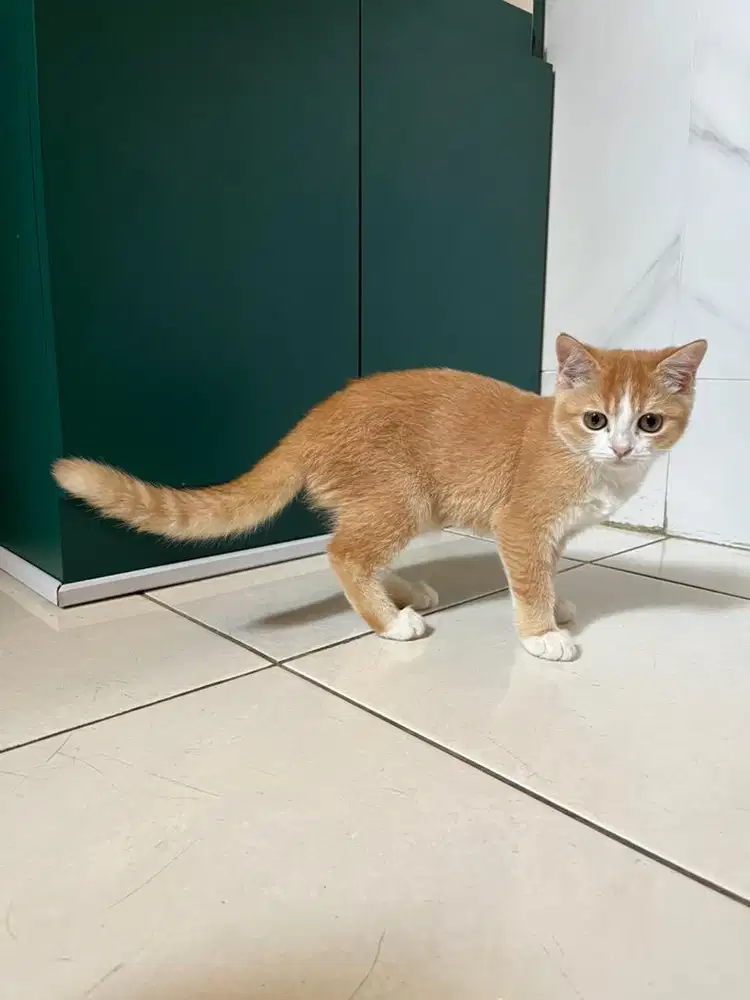 British short hair x scottish straight kitten
