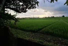 Luas 6 are view sawah kontur sangat datar zona kuning