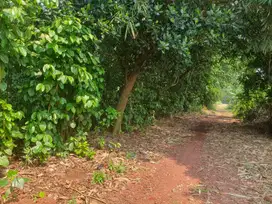 Tanah Kavling 100 Jutaan di Cisauk - Pinggir Jalan - Cocok Hunian/Usah