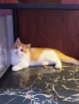 MUNCHKIN BSH RED WHITE