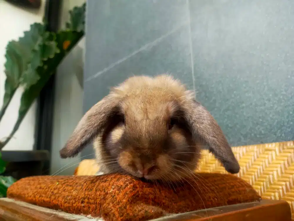 Kelinci Hias Holland lop