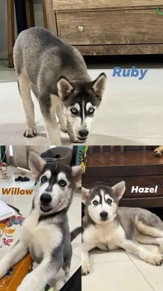 Anakan husky kelahiran 8 mei 2025