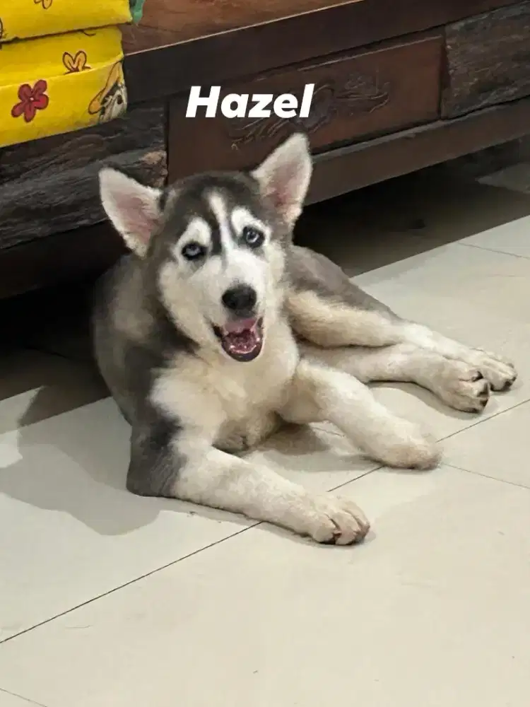 Anakan husky kelahiran 8 mei 2025