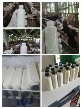 Susu kambing etawa murni