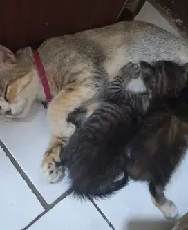 Kucing mixdom anak & induk