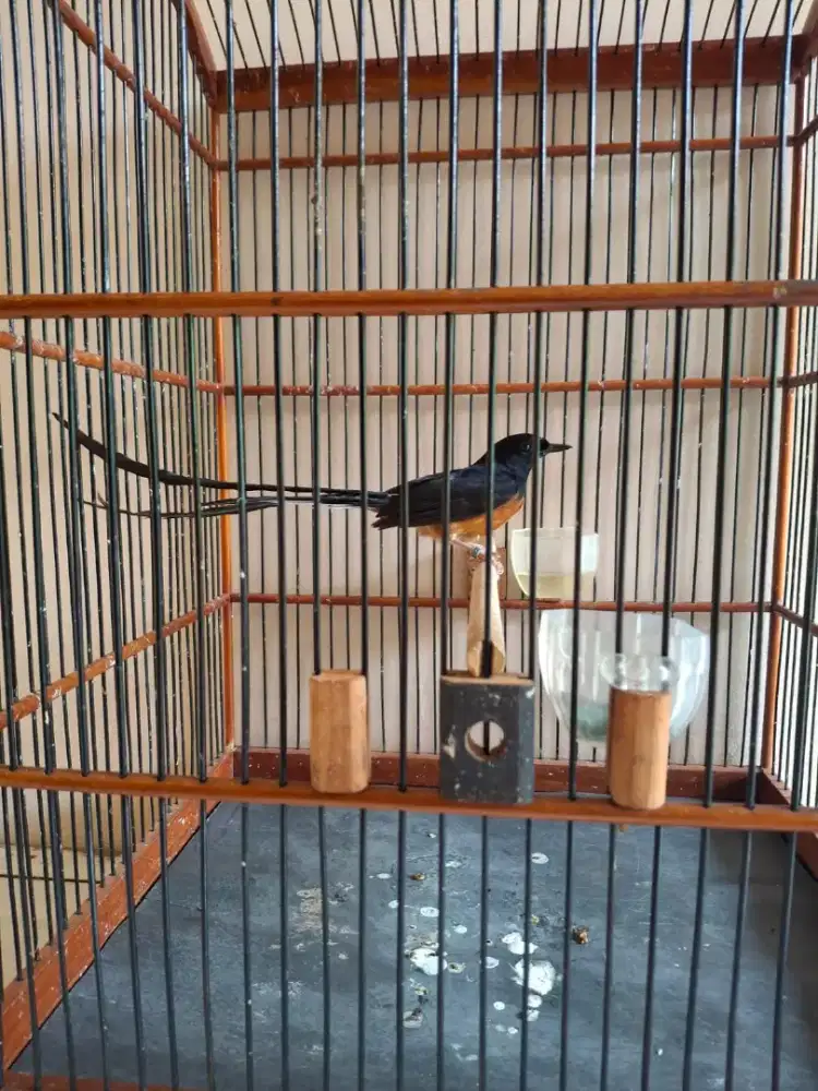 Murai batu ekor panjang 23cm