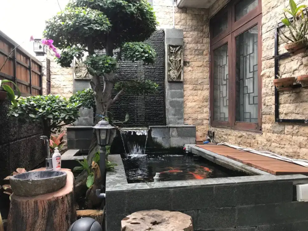 Koi bororongan murah