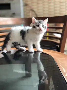 munchkin bsh NS jantan