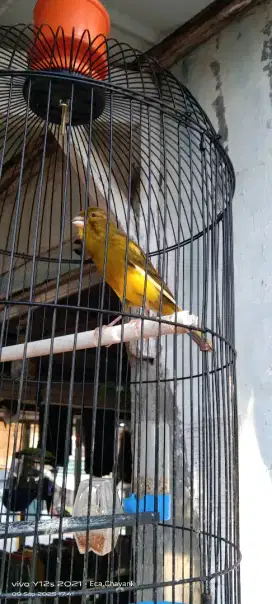 Burung Kenari Jantan