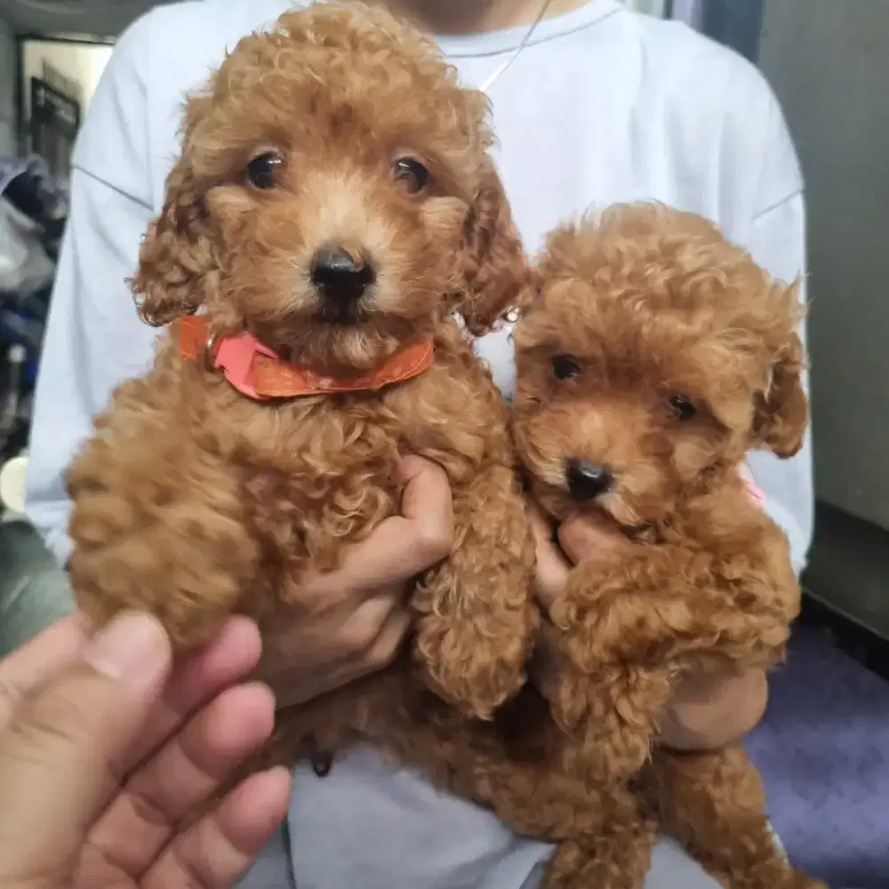 Dijual Red Toy Poodle Anakkan puppies jkt
