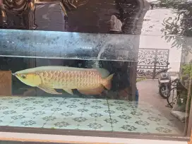 IKAN ARWANA GOLDEN RED HB 50 cm
