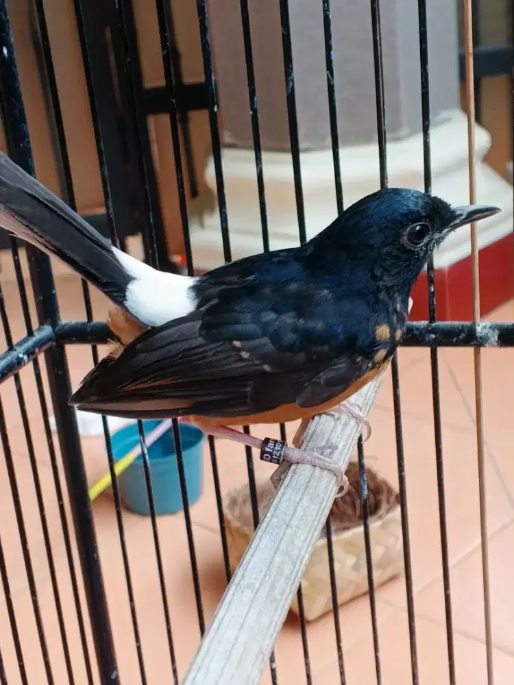 Murai Trotol Jantan