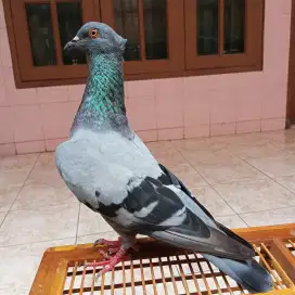 Burung merpati player jambul video ada