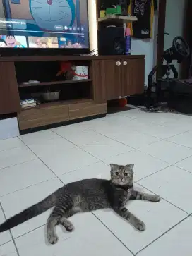 Scottish fold x bsh