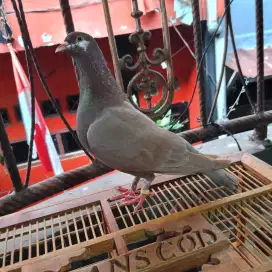 burung dara merpati kolong pupur player