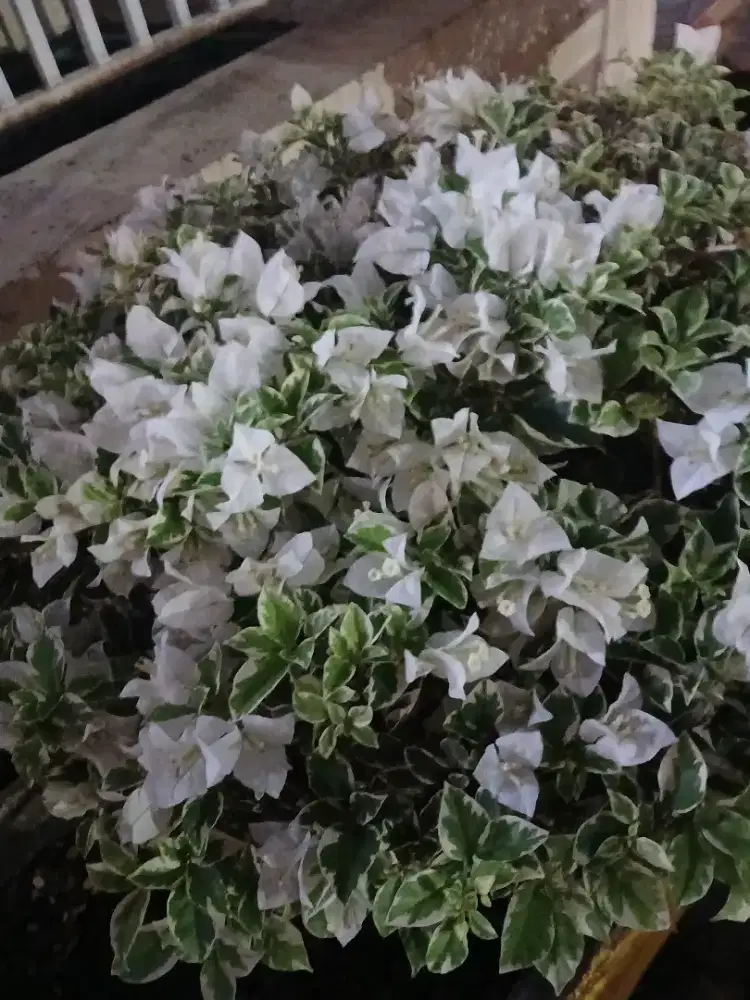 Jaga Outlet jualan ayam penyet dan minuman