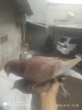 Burung dara giring