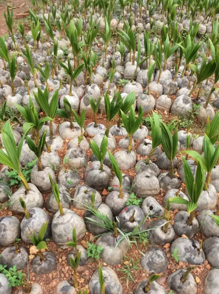 Pohon kelapa ijo pohon kelapa kuning