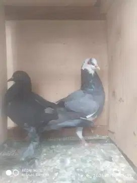 Burung dara giring
