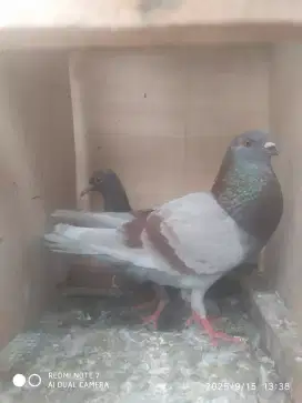 Burung dara giring