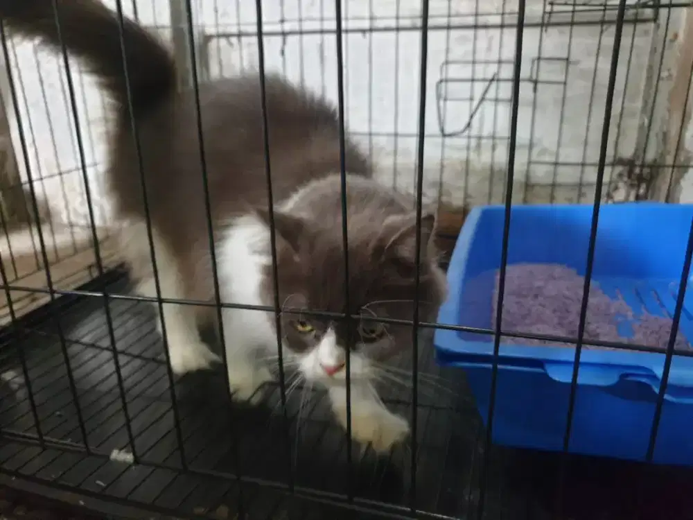 Kucing persia , jantan, bagus , lulut, bulu halus, sehat, gembul,nurut