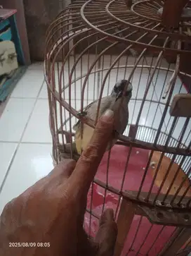 Burung trucuk jantan jinak gacor .dari lolohan