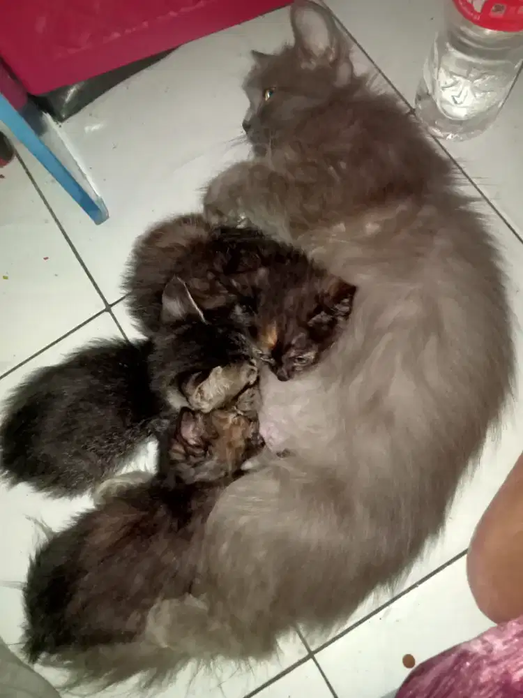 Anaknya aja jenis mixdome