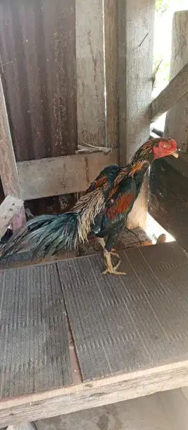 Ayam ekor lidi cros pama