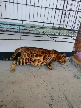 Kucing begal betina hamil besar