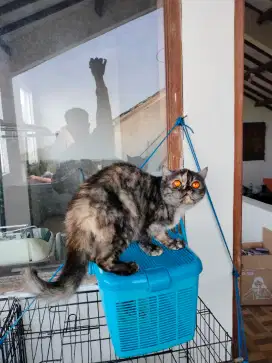 Exotic persian betina