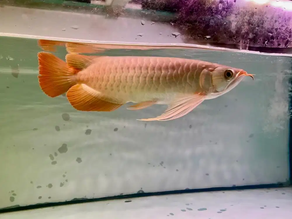 Ikan Arowana Super Red / Arwana Super Red Dayung Setan /Dayung Samurai