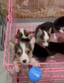 Dijual Puppy Anakan anjing welsh corgi jantan betina tri color