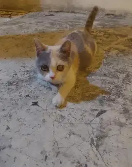 Kucing bsh calico