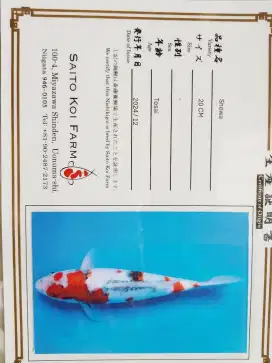 Ikan koi jenis Showa import sertifikat 43cm