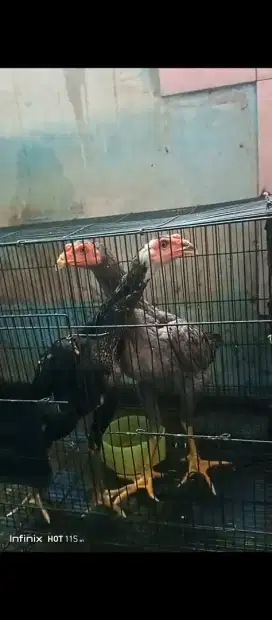 2 Ayam Bangkok muda Bagus