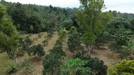 DIJUAL SEGERA KEBUN : Alpukat - Durian  Dan Cengkeh Di Wanayasa PWK