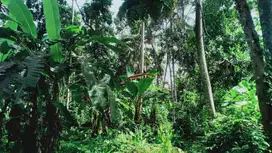 Leasehold - Land Near Kaba-Kaba,Tabanan- Perfect for Villa Development