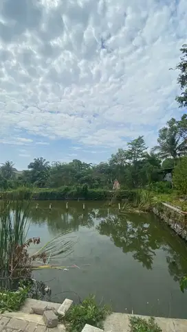 Dijual tanah di belakang banjar wijaya 3 jt/m nego