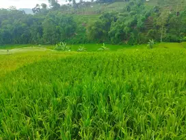 JUAL CEPAT TANAH SAWAH HARGA TERJANGKAU BANJARAN BANDUNG SELATAN