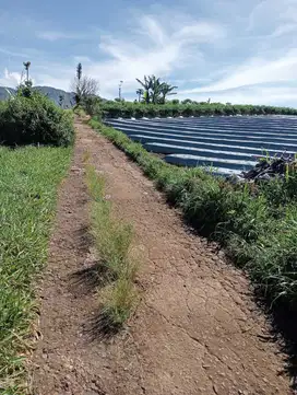 Tanah kebun akses mobil mdpl 1050 cikubang