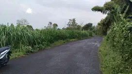 TANAH DATAR PINGGIR JALAN || DITANAMI RUMPUT PAKAN