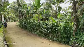 TANAH KEBUN  DIJUAL MURAH   UNTUK VILA, RUMAH, GUDANG DLL.