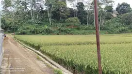 AIR SUNGAI BESAR || SAWAH PRODUKTIF & 500M² KE JALAN NASIONAL