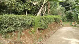 JUAL KEBUN MANGGIS DAN TEH  ||  DI WANAYASA PURWAKARTA
