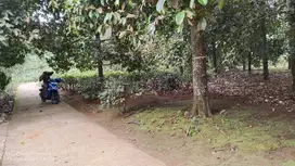 KEBUN MANGGIS PRODUKTIF || DILENGKAPI POHON DURIAN MASIH BELAJAR.