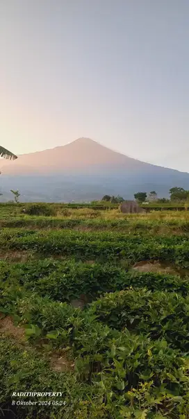 JUAL LAHAN ZONA KUNING NON PERTANIAN WISATA PACET