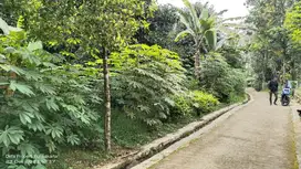 KEBUN MANGGIS DI WANAYASA PURWAKARTA
