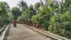 DATAR & PRODUKTIF | KEBUN MANGGIS Rp. 175.000/M² Nego